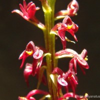 Malaxis discolor (Lindl.) Kuntze